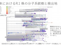 日本における R.1 株の分子系統樹と検出地