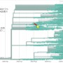 再度、日本特有株B.1.1.214の中でS:E484Kを有する株が発生
