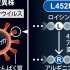 新型コロナ　広がるインド変異株　各地で「市中感染」（毎日新聞）